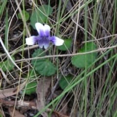 Viola hederacea (Ivy-leaved Violet) at Paddys River, ACT - 1 Nov 2014 by galah681