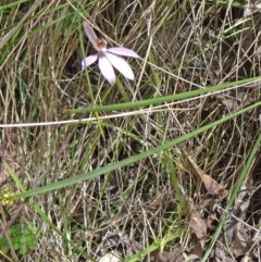 Caladenia carnea (Pink Fingers) at Tidbinbilla Nature Reserve - 1 Nov 2014 by galah681