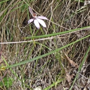 Caladenia carnea at Paddys River, ACT - 1 Nov 2014