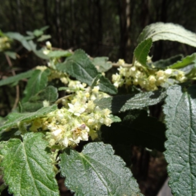 Gynatrix pulchella (Hemp Bush) at Tidbinbilla Nature Reserve - 1 Nov 2014 by galah681