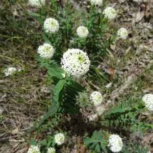 Pimelea treyvaudii at Paddys River, ACT - 1 Nov 2014