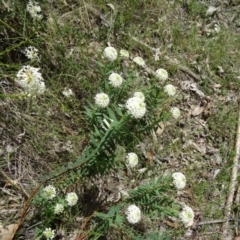 Pimelea treyvaudii at Paddys River, ACT - 1 Nov 2014