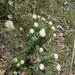 Pimelea treyvaudii at Paddys River, ACT - 1 Nov 2014