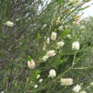 Melaleuca parvistaminea at Paddys River, ACT - 1 Nov 2014 12:07 PM