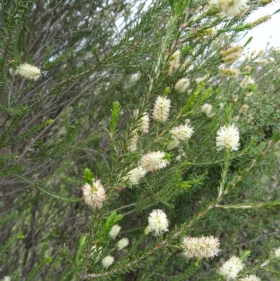 Melaleuca parvistaminea (Small-flowered Honey-myrtle) at Tidbinbilla Nature Reserve - 1 Nov 2014 by galah681