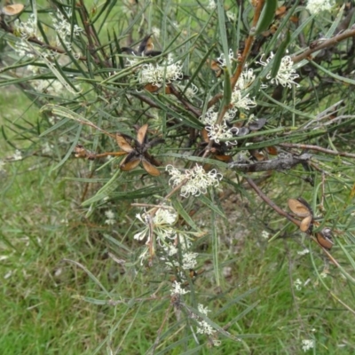 Hakea microcarpa (Small-fruit Hakea) at Paddys River, ACT - 1 Nov 2014 by galah681