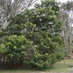 Acacia mearnsii at Paddys River, ACT - 1 Nov 2014