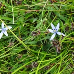 Isotoma fluviatilis subsp. australis (Swamp Isotome) at Paddys River, ACT - 1 Nov 2014 by galah681