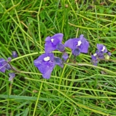 Utricularia dichotoma (Fairy Aprons, Purple Bladderwort) at Tidbinbilla Nature Reserve - 1 Nov 2014 by galah681