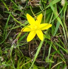 Hypoxis hygrometrica (Golden Weather-grass) at Tidbinbilla Nature Reserve - 1 Nov 2014 by galah681