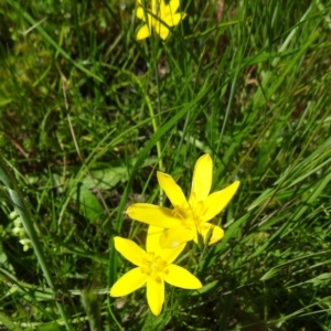 Hypoxis hygrometrica at Farrer Ridge - 2 Nov 2014