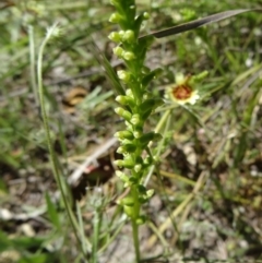 Microtis unifolia at Farrer Ridge - 1 Nov 2014 by galah681