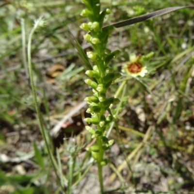 Microtis unifolia at Farrer Ridge - 2 Nov 2014 by galah681