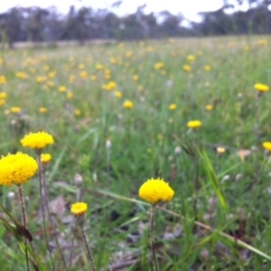 Leptorhynchos squamatus at Gungahlin, ACT - 1 Nov 2014