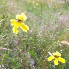 Goodenia paradoxa (Spur Goodenia) at Forde, ACT - 1 Nov 2014 by JasonC