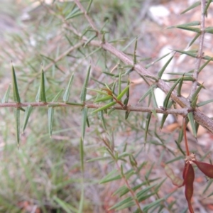 Acacia ulicifolia at Chisholm, ACT - 25 Oct 2014 05:37 PM