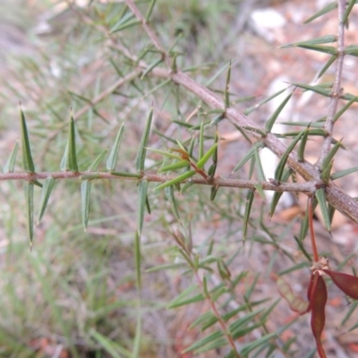 Acacia ulicifolia (Prickly Moses) at Chisholm, ACT - 25 Oct 2014 by MichaelBedingfield