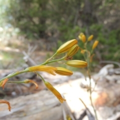 Bulbine bulbosa (Golden Lily, Bulbine Lily) at Chisholm, ACT - 25 Oct 2014 by michaelb