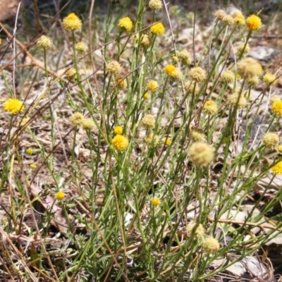 Calotis lappulacea (Yellow Burr Daisy) at Red Hill Nature Reserve - 1 Nov 2014 by MichaelMulvaney