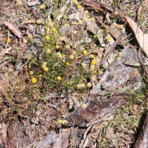 Calotis lappulacea at Red Hill, ACT - 2 Nov 2014 12:00 AM