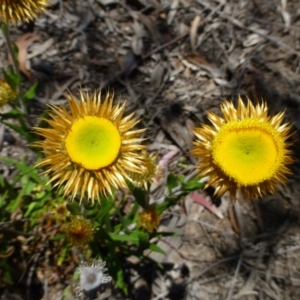 Coronidium oxylepis subsp. lanatum at O'Connor, ACT - 26 Oct 2014