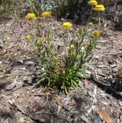 Coronidium oxylepis subsp. lanatum at O'Connor, ACT - 26 Oct 2014