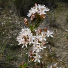 Calytrix tetragona (Common Fringe-myrtle) at Black Mountain - 25 Oct 2014 by RWPurdie