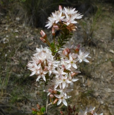 Calytrix tetragona (Common Fringe-myrtle) at Canberra Central, ACT - 25 Oct 2014 by RWPurdie