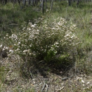 Calytrix tetragona at Canberra Central, ACT - 26 Oct 2014