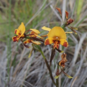 Diuris semilunulata at Tralee, NSW - 25 Oct 2014