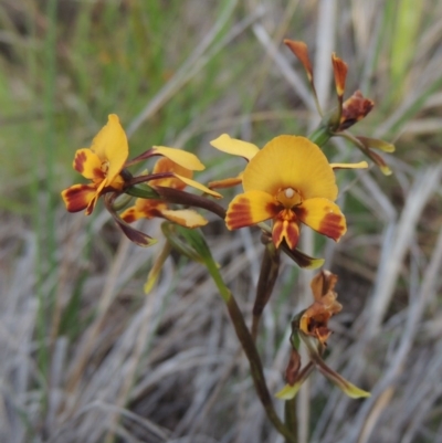 Diuris semilunulata (Late Leopard Orchid) at Tralee, NSW - 25 Oct 2014 by michaelb