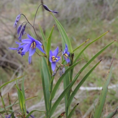 Stypandra glauca (Nodding Blue Lily) at Chisholm, ACT - 25 Oct 2014 by michaelb