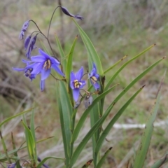 Stypandra glauca (Nodding Blue Lily) at Melrose - 25 Oct 2014 by michaelb
