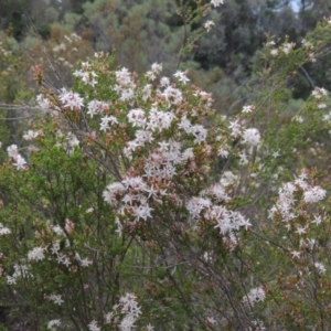 Calytrix tetragona at Chisholm, ACT - 25 Oct 2014 06:11 PM