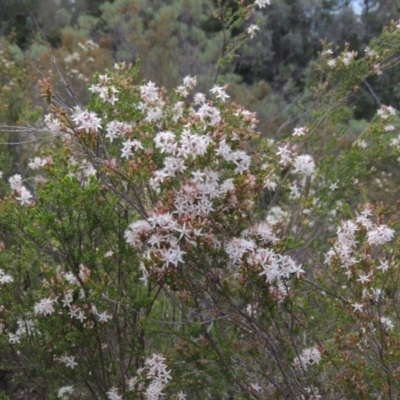 Calytrix tetragona (Common Fringe-myrtle) at Chisholm, ACT - 25 Oct 2014 by MichaelBedingfield