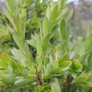 Styphelia triflora at Chisholm, ACT - 25 Oct 2014