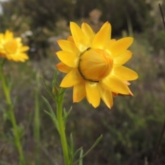 Xerochrysum viscosum (Sticky Everlasting) at Old Tuggeranong TSR - 25 Oct 2014 by michaelb