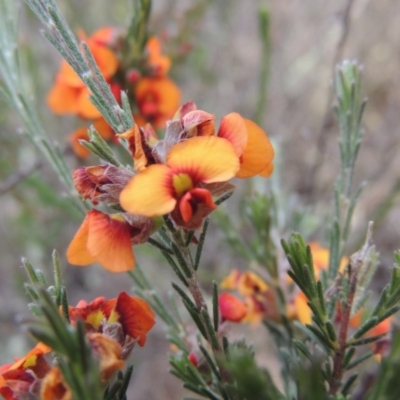 Dillwynia sericea (Egg And Bacon Peas) at Chisholm, ACT - 25 Oct 2014 by michaelb