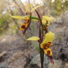 Diuris sulphurea (Tiger Orchid) at Old Tuggeranong TSR - 25 Oct 2014 by michaelb