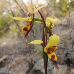 Diuris sulphurea (Tiger Orchid) at Chisholm, ACT - 25 Oct 2014 by MichaelBedingfield
