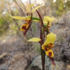 Diuris sulphurea (Tiger Orchid) at Melrose - 25 Oct 2014 by michaelb