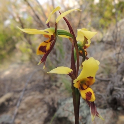Diuris sulphurea (Tiger Orchid) at Old Tuggeranong TSR - 25 Oct 2014 by michaelb