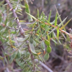 Acacia ulicifolia (Prickly Moses) at Old Tuggeranong TSR - 25 Oct 2014 by MichaelBedingfield