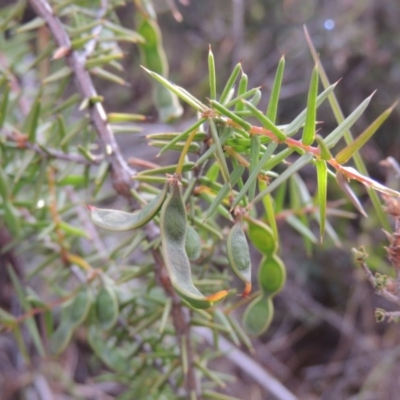 Acacia ulicifolia (Prickly Moses) at Old Tuggeranong TSR - 25 Oct 2014 by michaelb