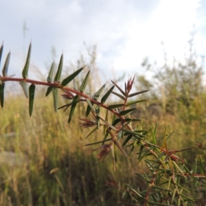 Acacia ulicifolia at Old Tuggeranong TSR - 25 Oct 2014