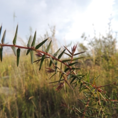 Acacia ulicifolia (Prickly Moses) at Old Tuggeranong TSR - 25 Oct 2014 by MichaelBedingfield