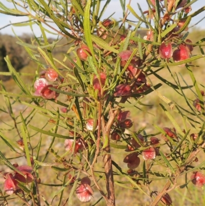 Dodonaea viscosa (Hop Bush) at Chisholm, ACT - 25 Oct 2014 by MichaelBedingfield