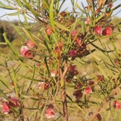 Dodonaea viscosa (Hop Bush) at Melrose - 25 Oct 2014 by michaelb