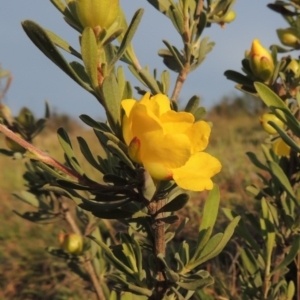 Hibbertia obtusifolia at Old Tuggeranong TSR - 25 Oct 2014