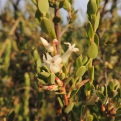 Brachyloma daphnoides (Daphne Heath) at Chisholm, ACT - 25 Oct 2014 by michaelb